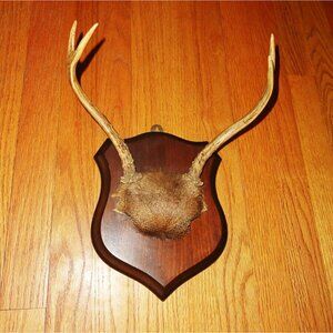 Vintage Deer Skull Cap Mount w/ Fur four point buck plaque oddity curiosity goth